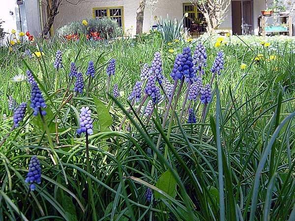 11_04_05_4.jpg - Immer noch im siebzehnten und damit letztem Jahr meiner Gartennutzung...11. April 2005Ein letztes Mal mache ich kleine Foto-Safaries durch mein Paradies...