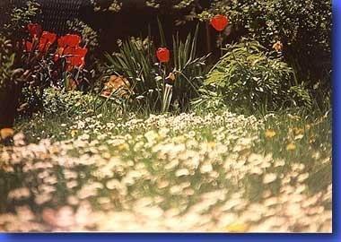 4_97.jpg - Auch im neunten Jahr...April 1997Eine Impression aus der Katzensicht