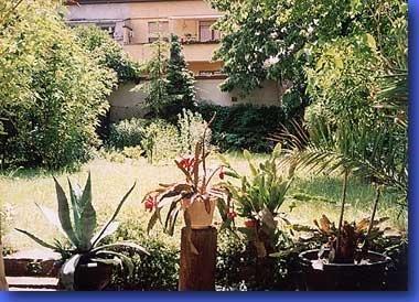 5_94.jpg - Im sechsten Jahr...Mai 1994Schon sind wir am Maien-Ende 1994 angelangt: Das Mandelbäumchen hat leider das Zeitliche gesegnet, dafür haben die Agave im Vordergrund und die Bäume im Hintergrund ganz nett zugelegt, oder? Der rote Blattkaktus stammt noch von meinem Vater, er ist jetzt rund 20 Jahre alt, allerdings immer wieder ausgedünnt.
