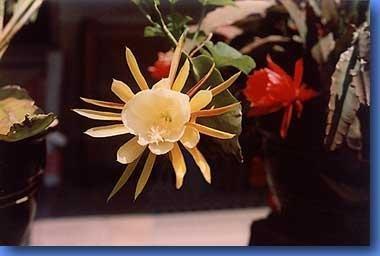 kaktus1.jpg - Auch im fnfzehnten Jahr...Juli 2003Blten der Blatt-Kakteen
