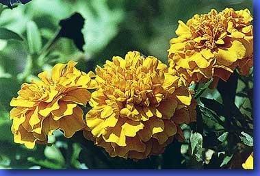 tagetes.jpg - Auch im fnfzehnten Jahr...August 2003Studentenblumen