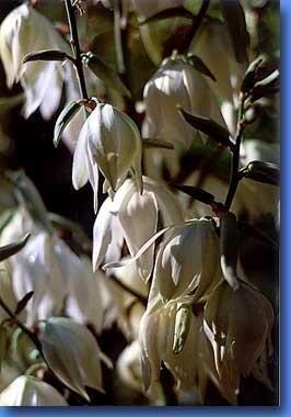 yucca.jpg - Auch im vierzehnten Jahr...Juli 2002Yucca-Blten