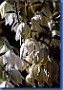 yucca